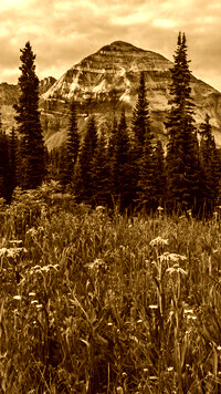 Sepia