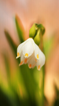 Oryginalny obrazek