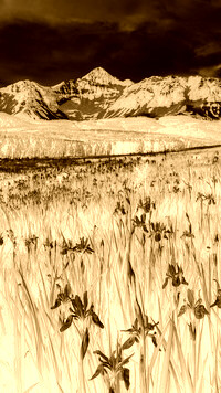 Sepia + Negatyw
