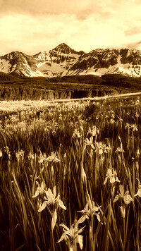 Sepia