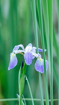 Oryginalny obrazek