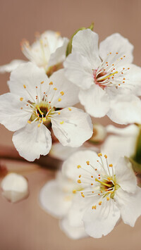 Oryginalny obrazek