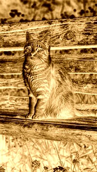 Sepia + Negatyw