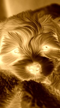 Sepia + Negatyw