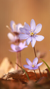 Oryginalny obrazek
