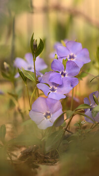 Oryginalny obrazek