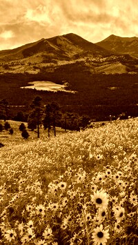 Sepia