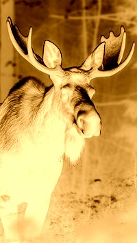 Sepia + Negatyw
