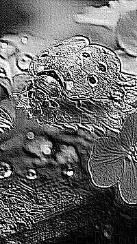 Skamielina