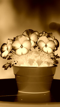 Sepia + Negatyw