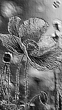 Skamielina