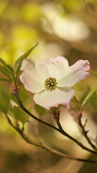 Oryginalny obrazek