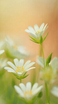 Oryginalny obrazek