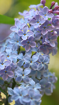 Oryginalny obrazek