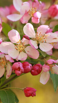 Oryginalny obrazek