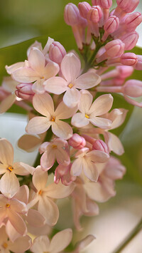 Oryginalny obrazek