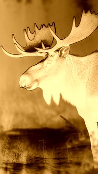 Sepia + Negatyw