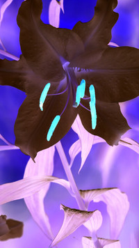 Negatyw
