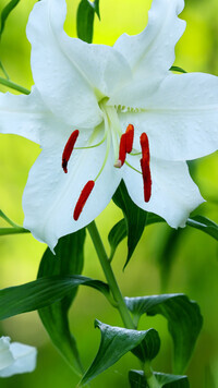 Oryginalny obrazek