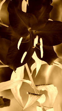 Sepia + Negatyw