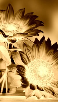 Sepia + Negatyw