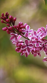 Oryginalny obrazek