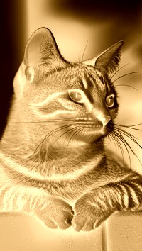 Sepia + Negatyw
