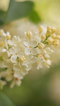 Oryginalny obrazek