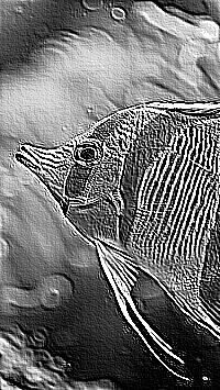 Skamielina