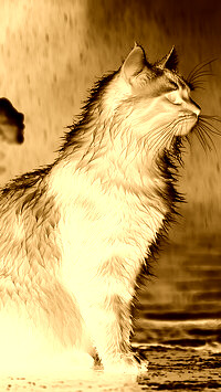 Sepia + Negatyw