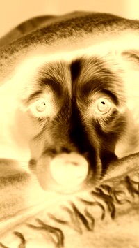 Sepia + Negatyw