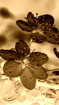 Sepia + Negatyw