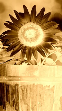 Sepia + Negatyw