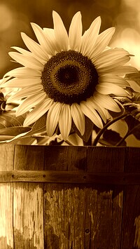 Sepia
