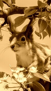 Sepia