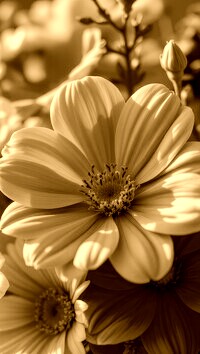 Sepia
