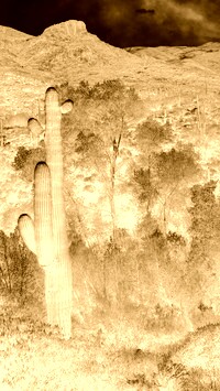 Sepia + Negatyw