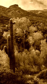 Sepia