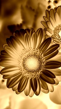 Sepia + Negatyw