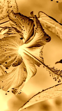 Sepia + Negatyw