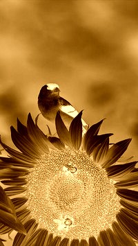 Sepia + Negatyw