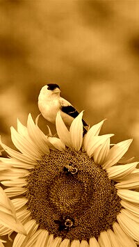 Sepia
