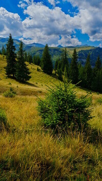 Oryginalny obrazek