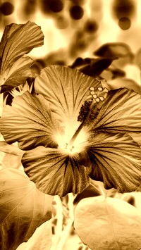 Sepia + Negatyw