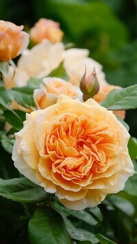 Oryginalny obrazek