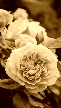 Sepia