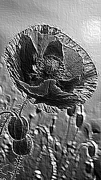 Skamielina