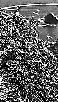 Skamielina