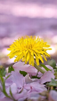 Oryginalny obrazek