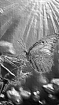 Skamielina